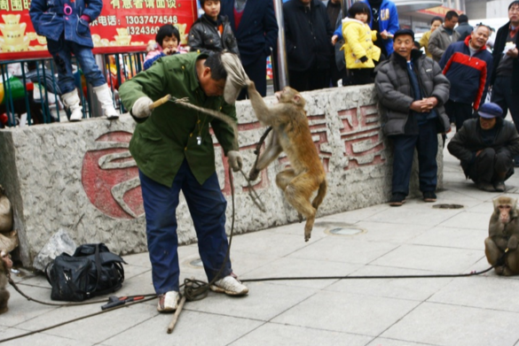 耍猴經(jīng)濟